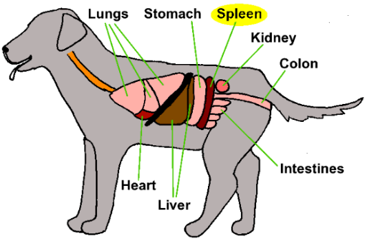 Anatomia Do Baco De Cachorro